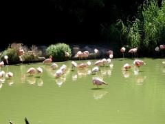 101PARC AUX OISEAUX DANS L AIN 2016 1_000004